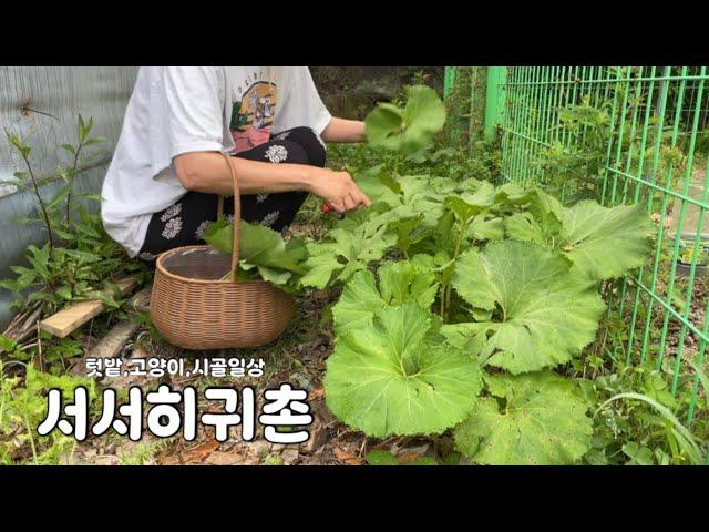 머위쌈밥, 고수비빔국수, 염소수육 만들어 먹고, 말벌 잡고, 장작 준비하는 시골일상