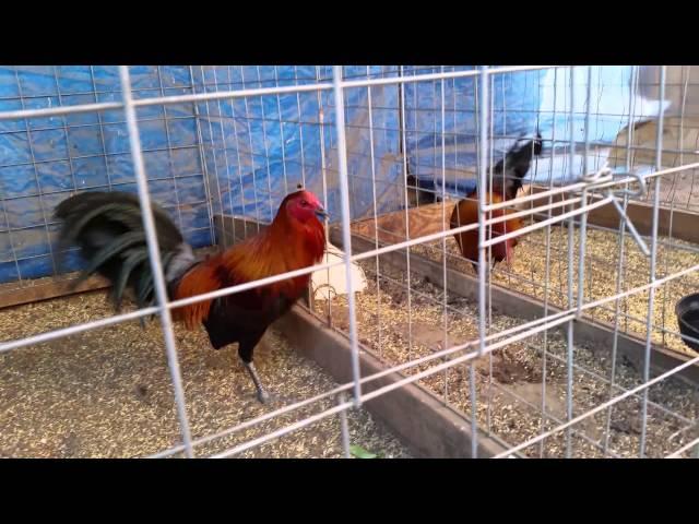 Gallos brown red churintzio