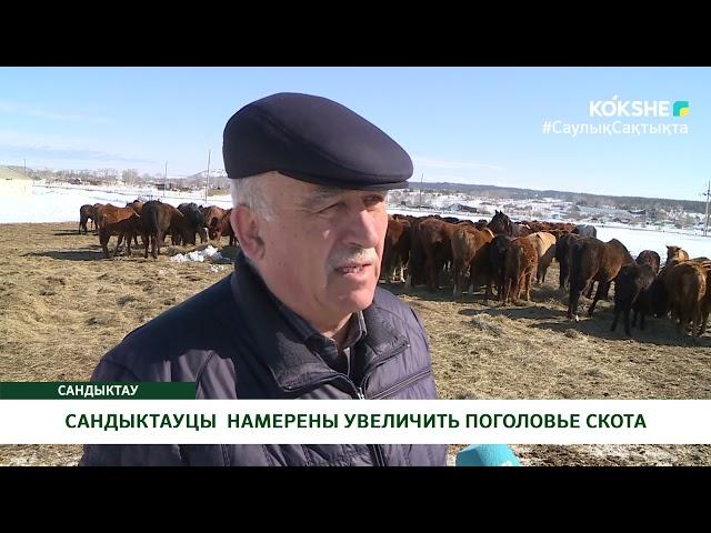 САНДЫКТАУЦЫ НАМЕРЕНЫ УВЕЛИЧИТЬ ПОГОЛОВЬЕ СКОТА