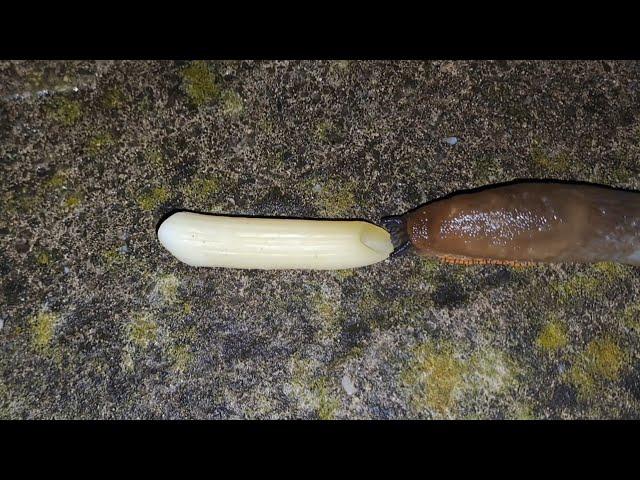 Slug Eating Pasta Time-Lapse