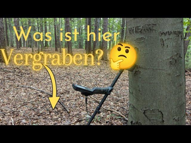 Was ist hier neben dem Baum vergraben  Schatzsuche im Wald mit dem Metalldetektor Minelab Manticore