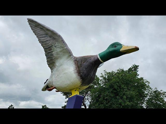 The World's Largest Mallard Duck