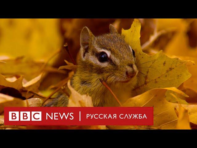 Чудесные времена года. Самые живописные места нашей планеты | Документальный фильм Би-би-си