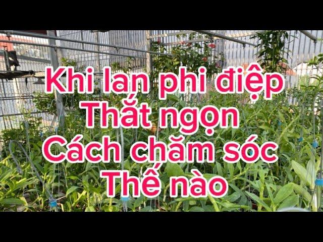 Cách chăm sóc khi lan phi điệp thắt ngọn hiệu quả