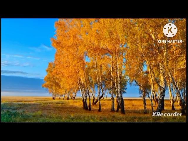Мы родились в Сибири//большая распродажа//обзор канала