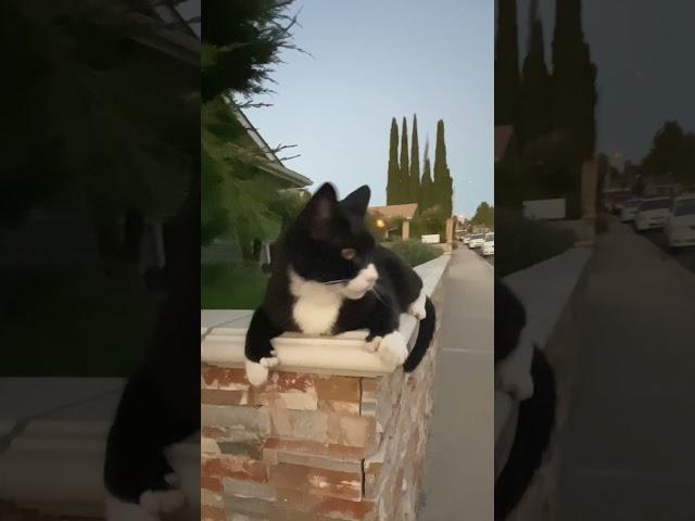 A cat. is doing Yoga! So cute!