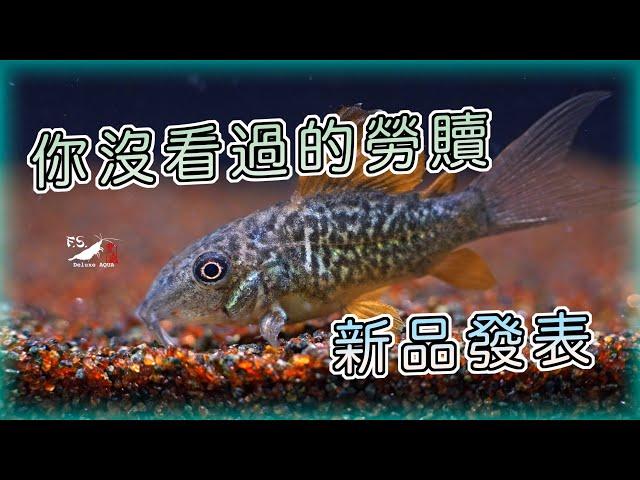 【水寵系列EP9】新品發表！超華麗鼠魚居然是他?!｜變身鼠魚｜Brochis