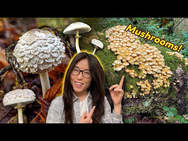 Wild Mushroom Adventures! We find edibles too 