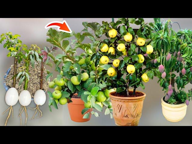 Very Easy Method How To Grow Guava Apple And Mango Tree