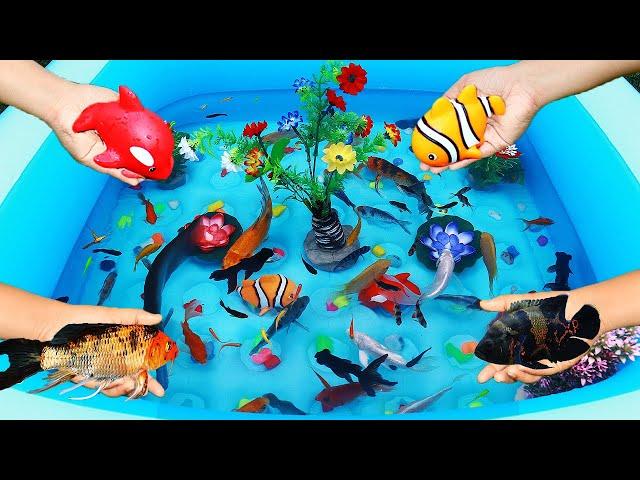 World most beautiful fishes || Parrot shivram fish Gold fish Tiger Barb fsih Japanese Koi Fish