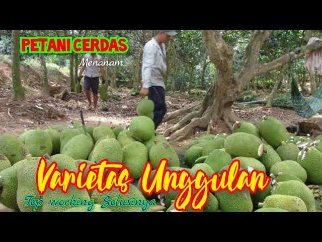 UPGRADE NANGKA || SOLUSI CEPAT KAYA