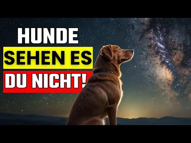 10 Unglaubliche Dinge, die dein Hund sehen und hören kann – und du nicht!