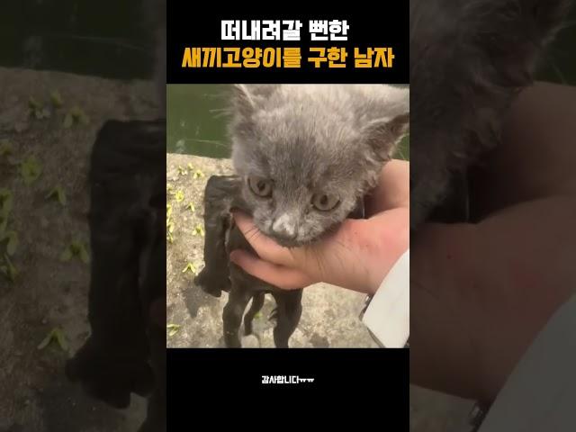 떠내려갈 뻔한  새끼고양이를 구한 남자