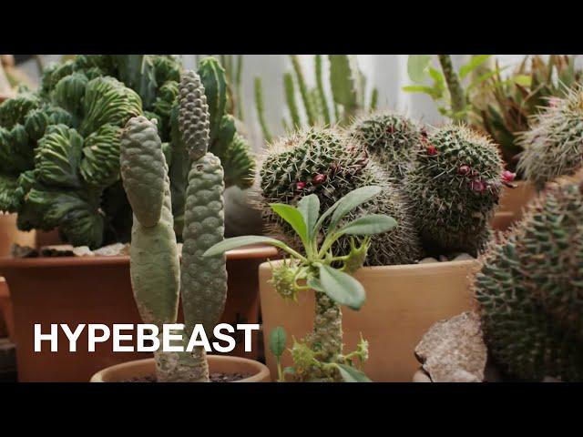 How to Pick & Care for Houseplants with Hot Cactus, The Sill, & Rooted NYC | HYPEBEAST How To