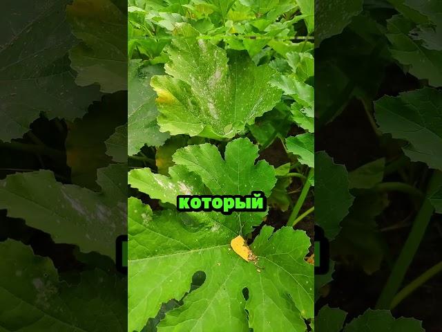 Средство от мучинистой росы на огурцах #сад #огород #дача #рассада #урожай #огурцы