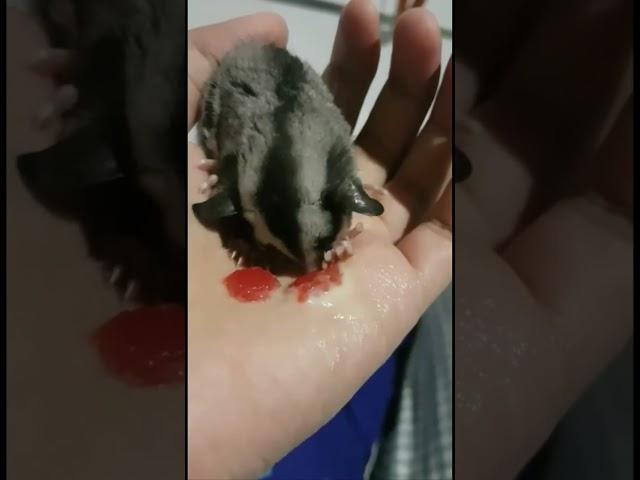 sugar glider eating | feeding sugar glider #shorts #shorts #shortvideo #animallover