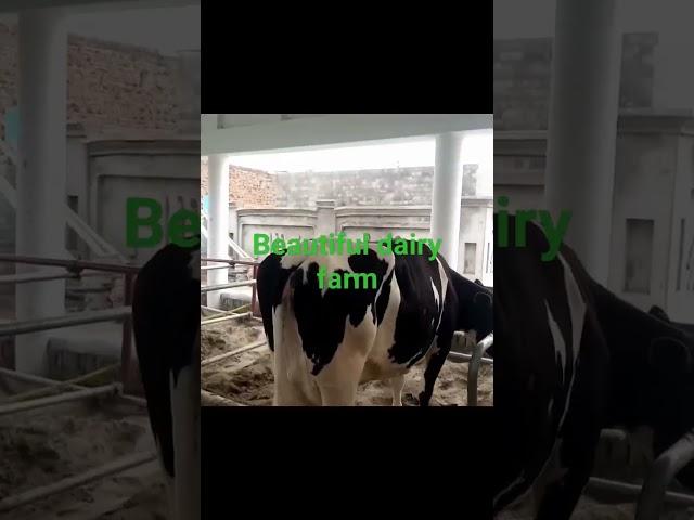 beautiful dairy farm at bhalwal-modern dairy farm at bhalwal Sargodha road.