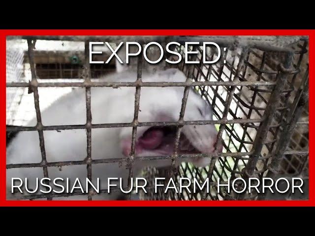 PETA Exposes Russian Fur Farm Horrors: Screaming Chinchillas, Rabbits' Heads Sawed Off, and More