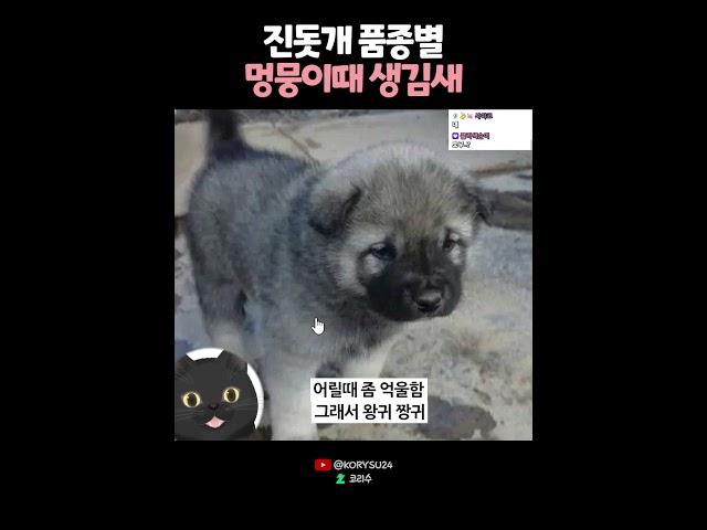 진돗개 품종별 멍뭉이때 생김새? 