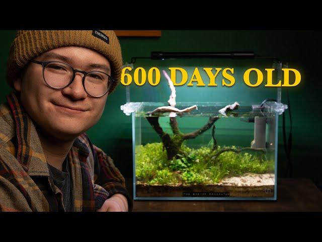 The Shrimp Generator (600 Days Later) | No CO2 Shrimp Tank