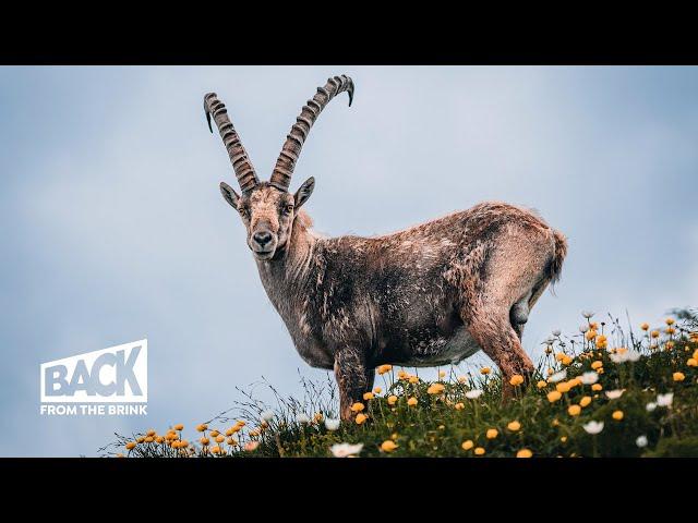 The Return of the Ibex | Back from the Brink