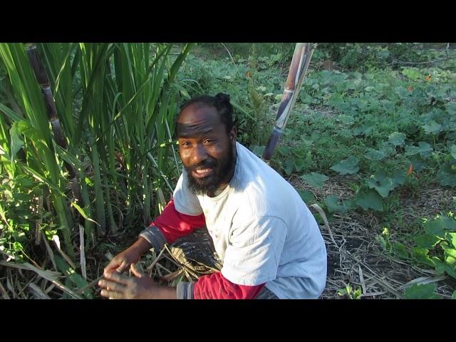 Who knew SUGAR CANE could grow here