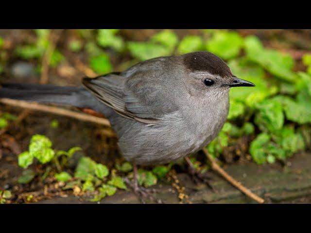 Birds of Central Park