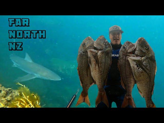 SPEARFISHING | Big NZ Snapper | So many fish + Shark encounter's - 2 Days