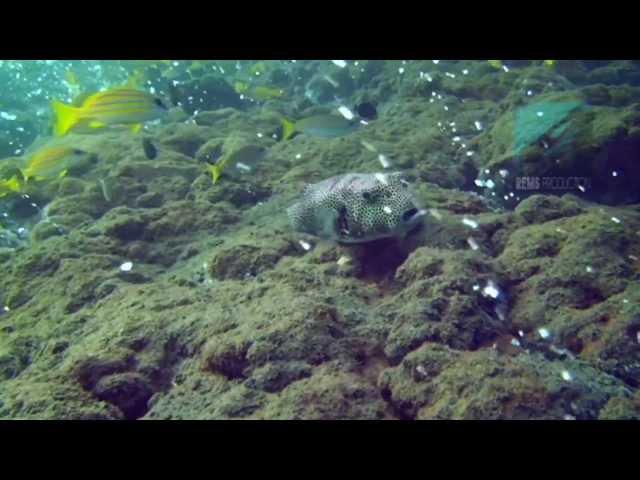 Diving Sabang Tugboat Wreck & Hotsprings, Pulau Weh, Sumatra, Indonesia