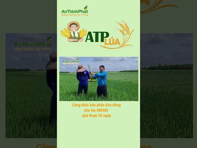 CÔNG THỨC BÓN PHÂN ĐÓN ĐÒNG GIAI ĐOẠN 35 NGÀY | An Thịnh Phát