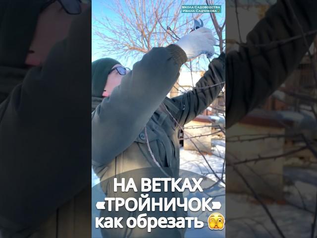 #обрезкасада #сад #садоводство #обрезкаяблони #обрезкаперсика #обрезкачерешни #обрезкавишни #обрезка