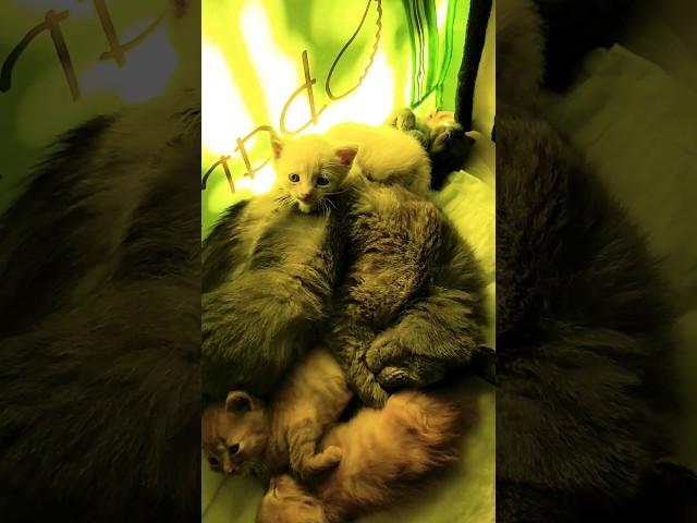 #котята  сонное царство