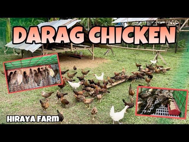 FREE RANGE CHICKEN ANG PAGBAGSAK AT PAGBANGON!DARAG NATIVE CHICKEN RAISING