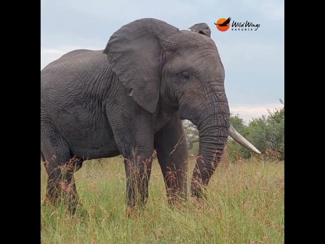 Going on safari introduces you to the simple, wild beauty of Africa. #wildlife #elephant #krugerpark