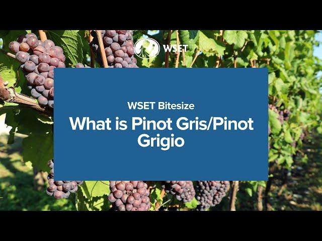 WSET Bitesize - What is Pinot Gris/Pinot Grigio