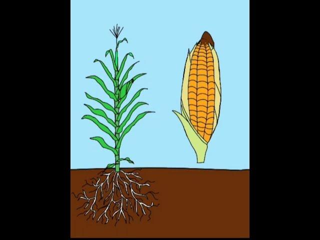 Quá trình phát triển của cây ngô - Vòng đời của cây ngô|Corn plant life cycle