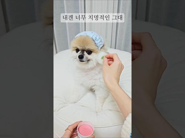 내겐 너무 치명적인 귀여운 강아지    #조이앤릴리 #반려견 #웃긴영상 #쇼츠 #funnyshorts #cutedog #pomeranian