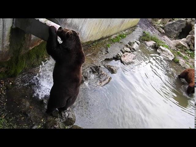 Austria Haag Zoo