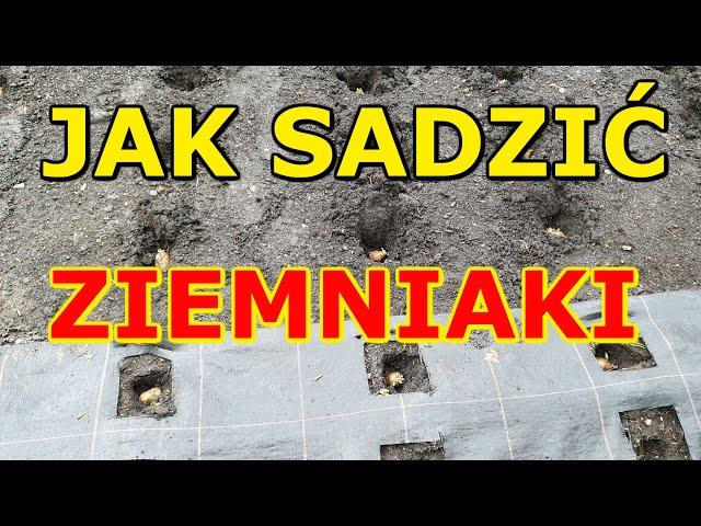 Jak i kiedy sadzić Ziemniaki do Gruntu | Uprawa Ziemniaka w ogrodzie