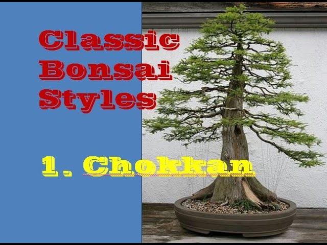 Chokkan II Classic Bonsai Styles