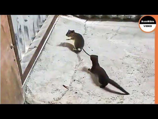 Weasel Rips a Mouse To Death ..!.. Look How He Caught it