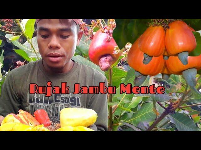 Pertama Kali Makan Rujak Jambu Mete Super Manis | Buah Jambu Mente Di Kebun