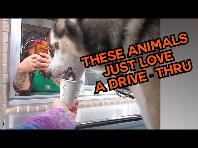 These Animals Just Love A Drive Thru! ️ #compilation | PAWSOME PETS