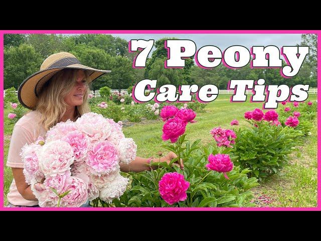 7 Peony Care Tips