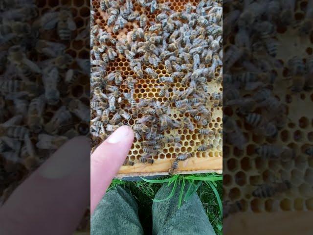 неплодная матка убивает своих соперниц ещё до их рождения/пчеловодство для всех #shorts