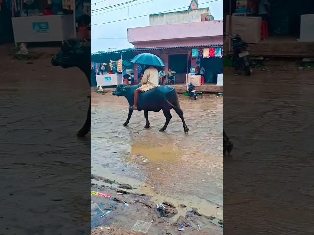 सुन सांवरिया मंडफिया वाला काली गाड़ी लानी | PremShankar Jat Sun Sanvra Mandapiya Wala Kali Gadi Lani