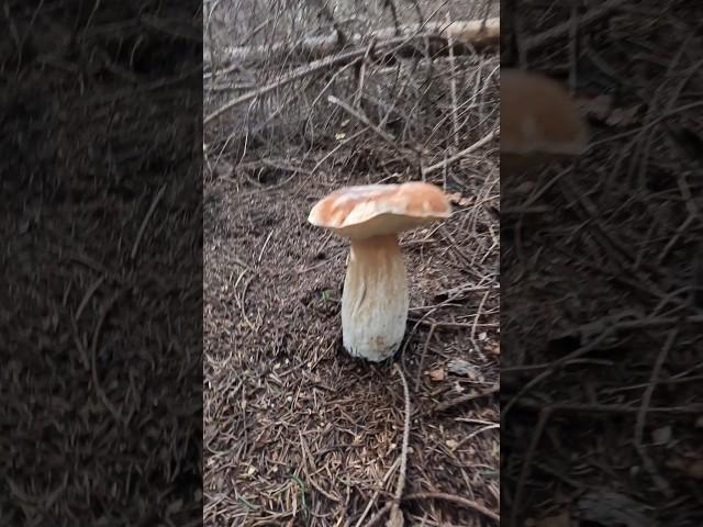 Boletus edulis, Porcino, Steinpilze #shorts #new #trending #foryou #nature #forest #wood #mushroom