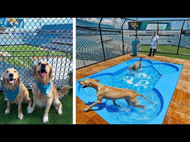 DOG PARK & POOL IN NFL STADIUM!