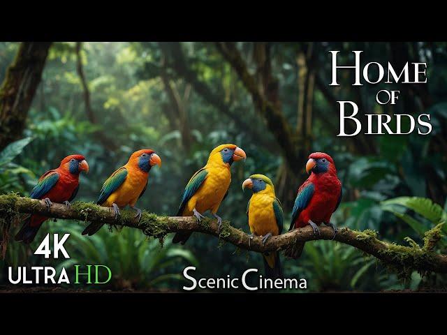 Birds of the Jungle - Forest Singers | Jungle Edition | 4K Scenic Cinema With Nature Sounds