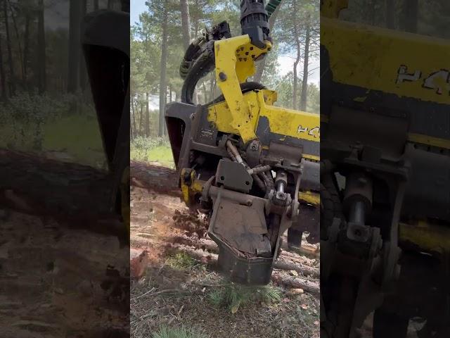 “Brutal Technology!Wath this tree dissapear in seconds” #forest #johndeere #harvester #lumberjack